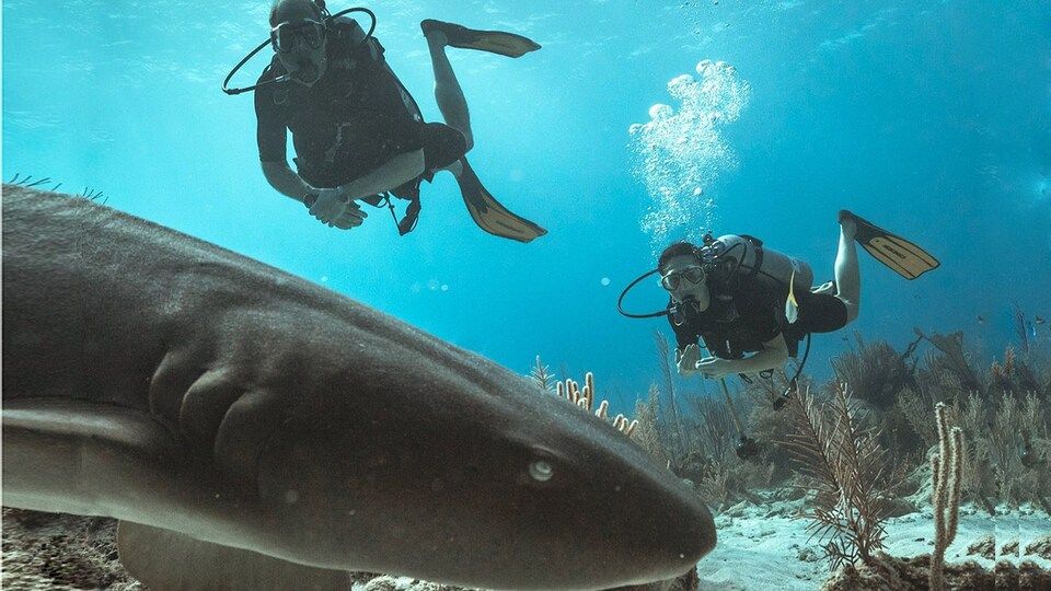 Los príncipes de Gales nadando con tiburones en Belice