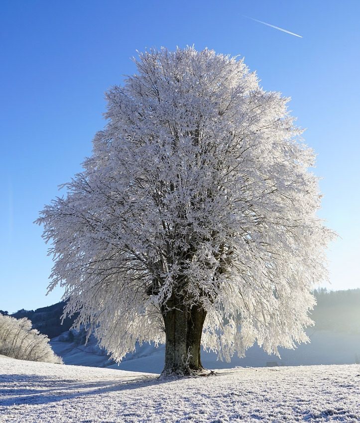 arboles jardin resistentes frio heladas hola decoracion 10