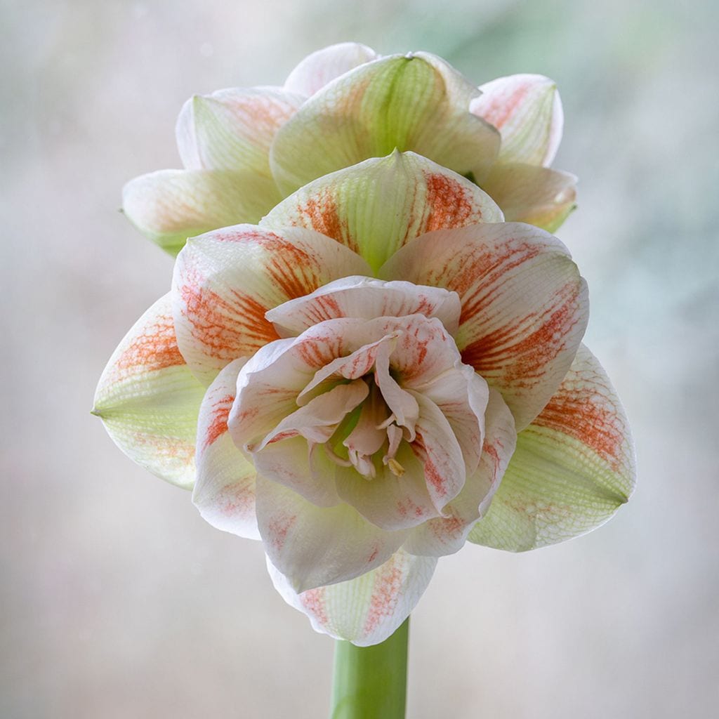 Variedad de amarilis 'Hippeastrum nymph'