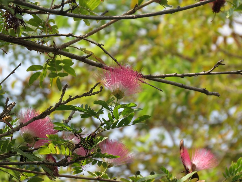 Albizia julibrissin o acacia de Constantinopla