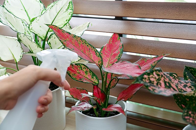 cultivar aglaonema 5