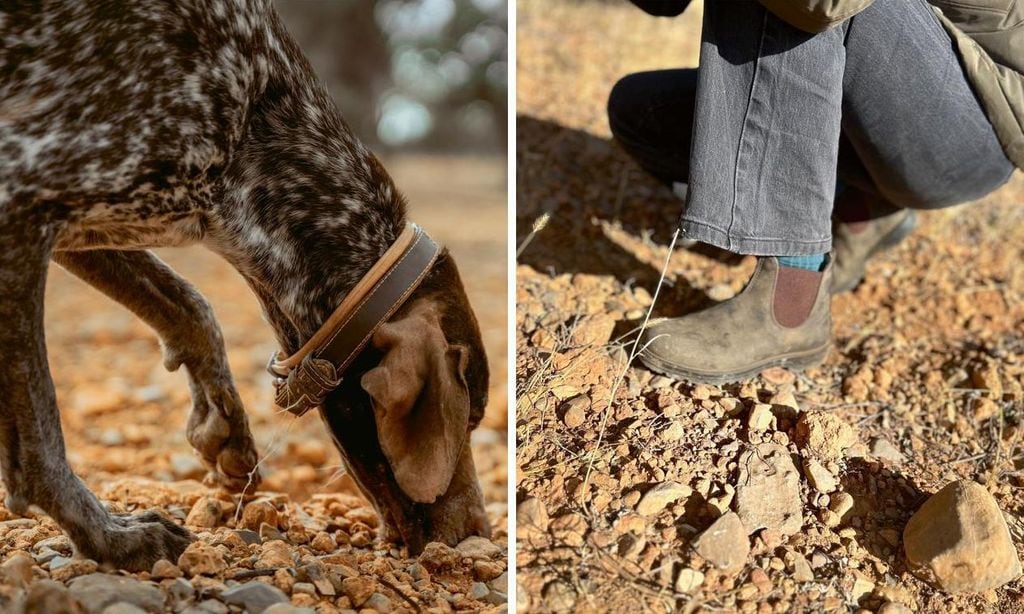 Tobi buscando trufas-Collage-U40406360485bQh