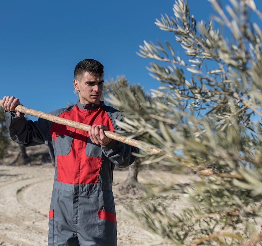 Recolección de la aceituna en la ruta del olivo de Jaén