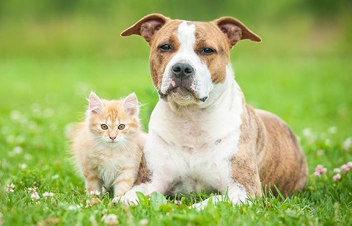 Fobia a los perros como superarla 