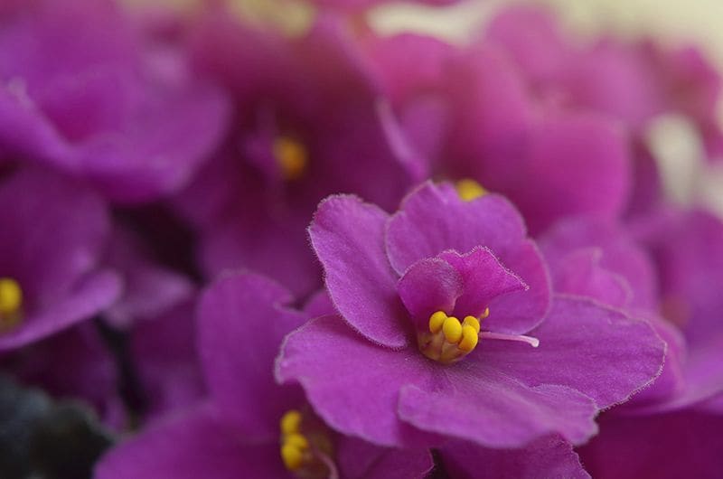 cuidados violeta africana 09a