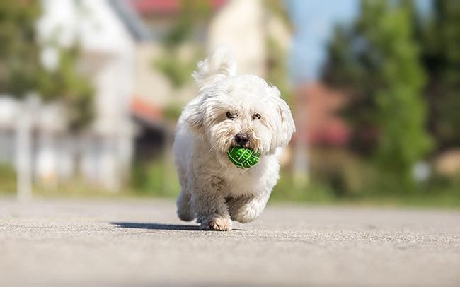 Bichón jugando