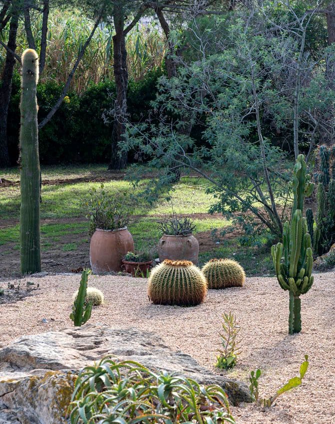 cactus erizo cultivo cuidados hola decoracion 02