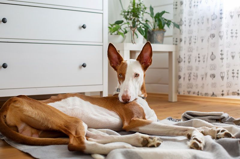 podenco ibicenco