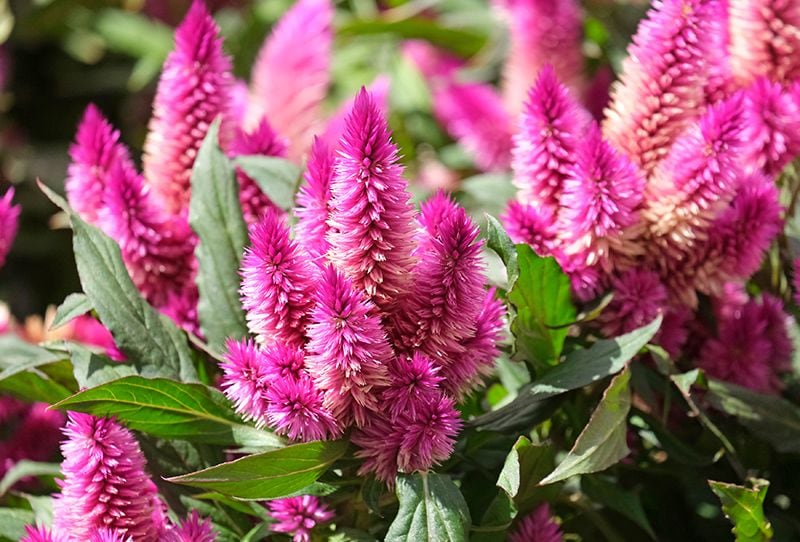 planta exterior celosia 04a