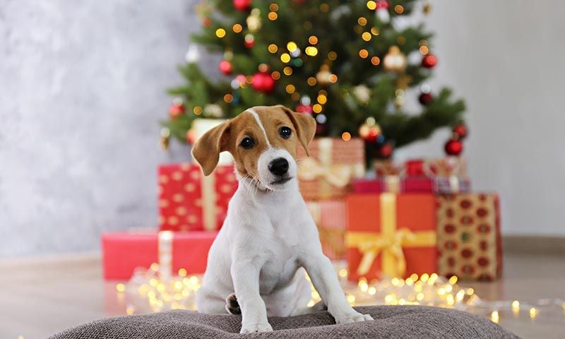 razas perro navidad