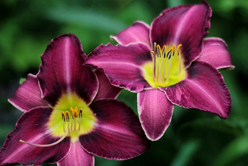 cultivar hemerocallis 9