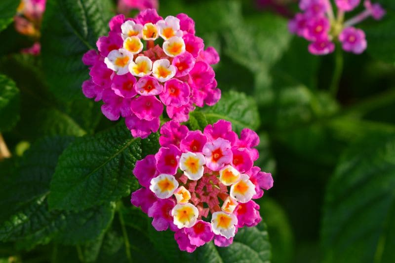 lantana arbusto otoño hola decoracion 01