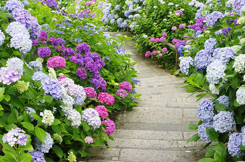 cultivar hortensias 9