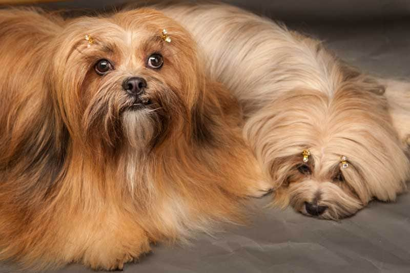 lhasa apso1