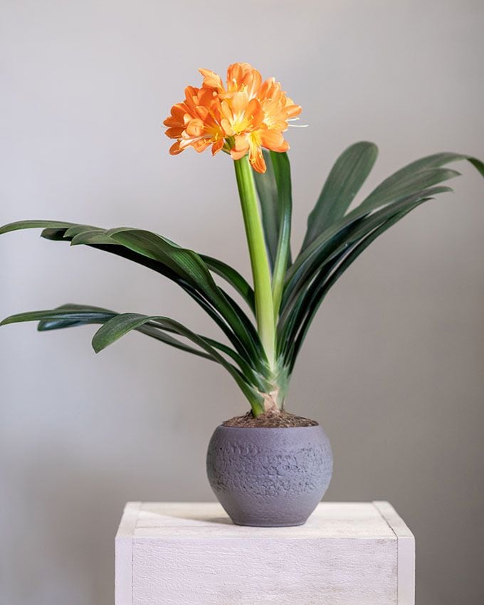 cultivar clivia 1