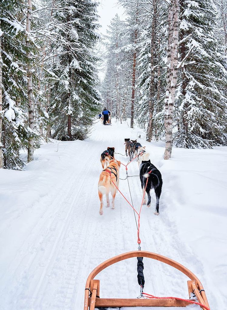 bosque rovaniemi laponia 4a