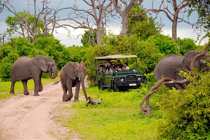 Safari en el parque nacional de Chobe en Bostwana