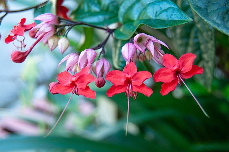 cuidados plumbago 3