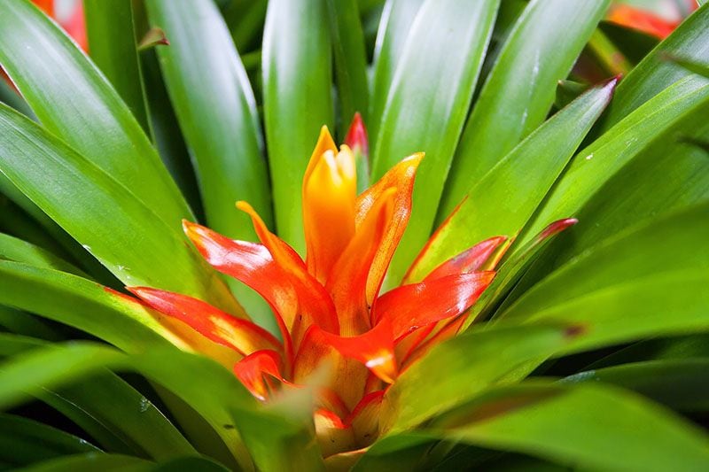 cultivar bromelia 7