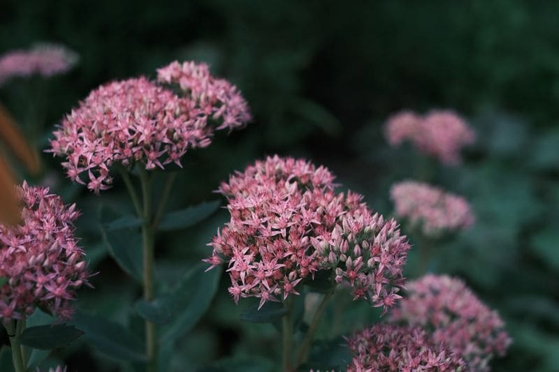 Sedum spectabile otoño patas conejo planta suculenta hola decoracion 05