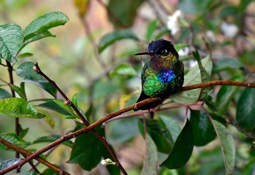 Colibrí, Costa Rica