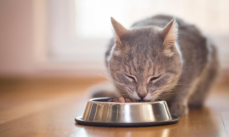 alimentos buenos para gato pienso