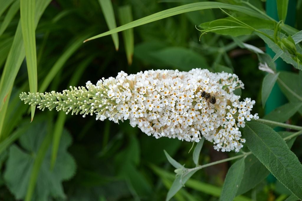 Buddleia davidii 