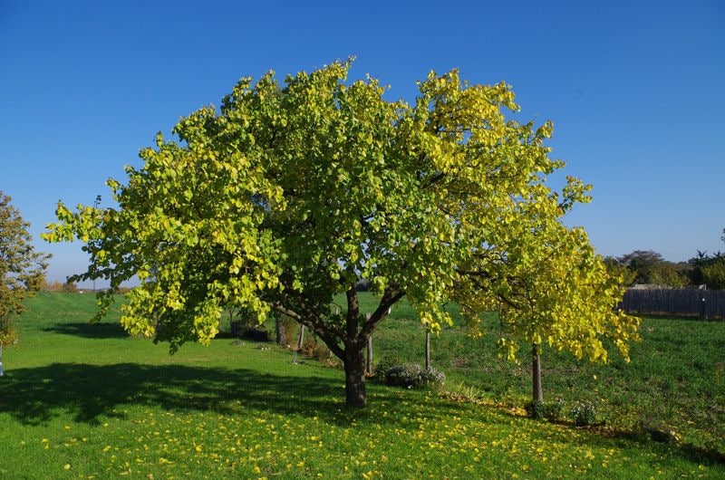 plantacion arboles frutales hola decoracion 08