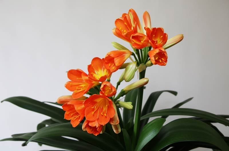 clivia