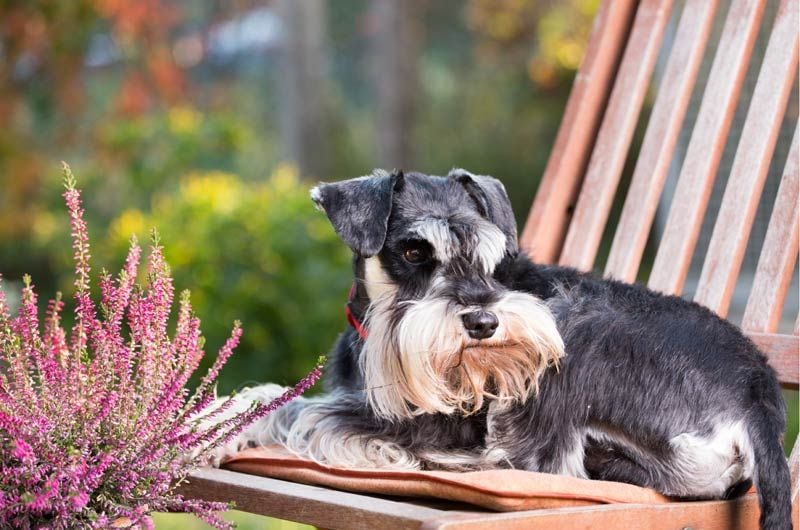 istock schnauzer