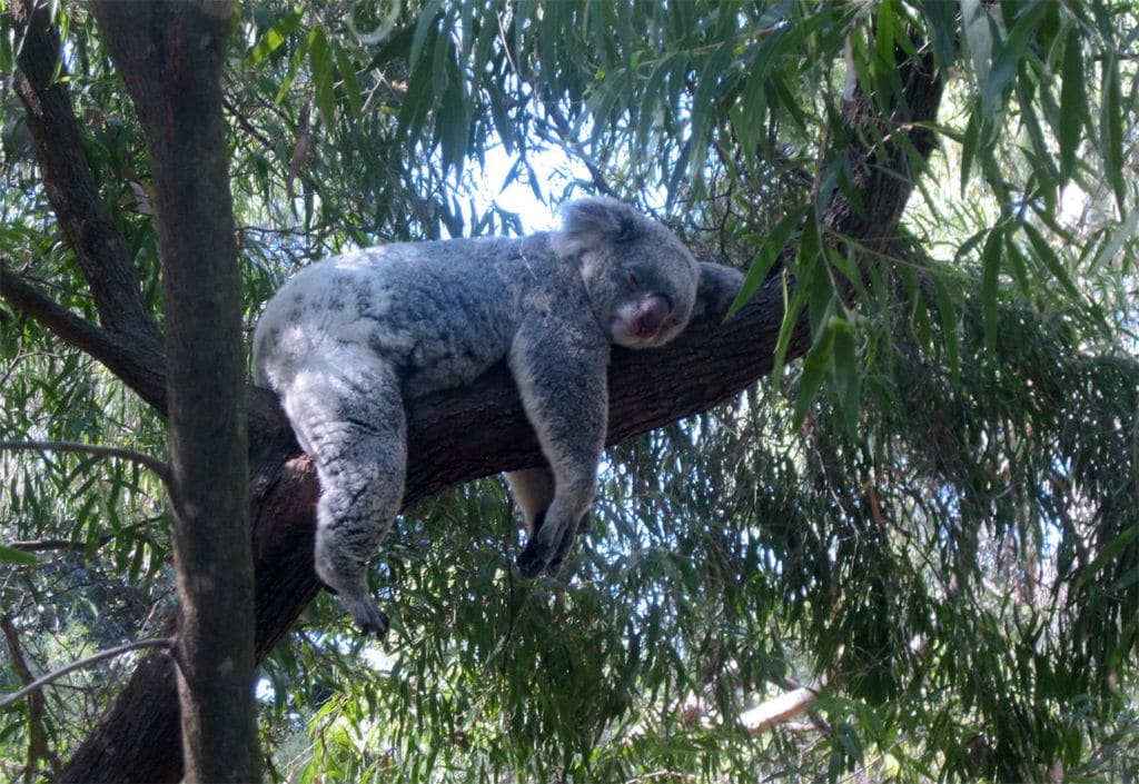 koala 1