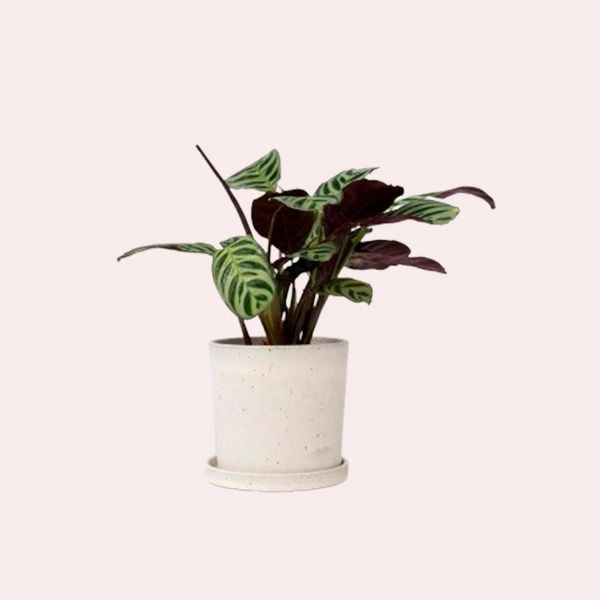 Calathea