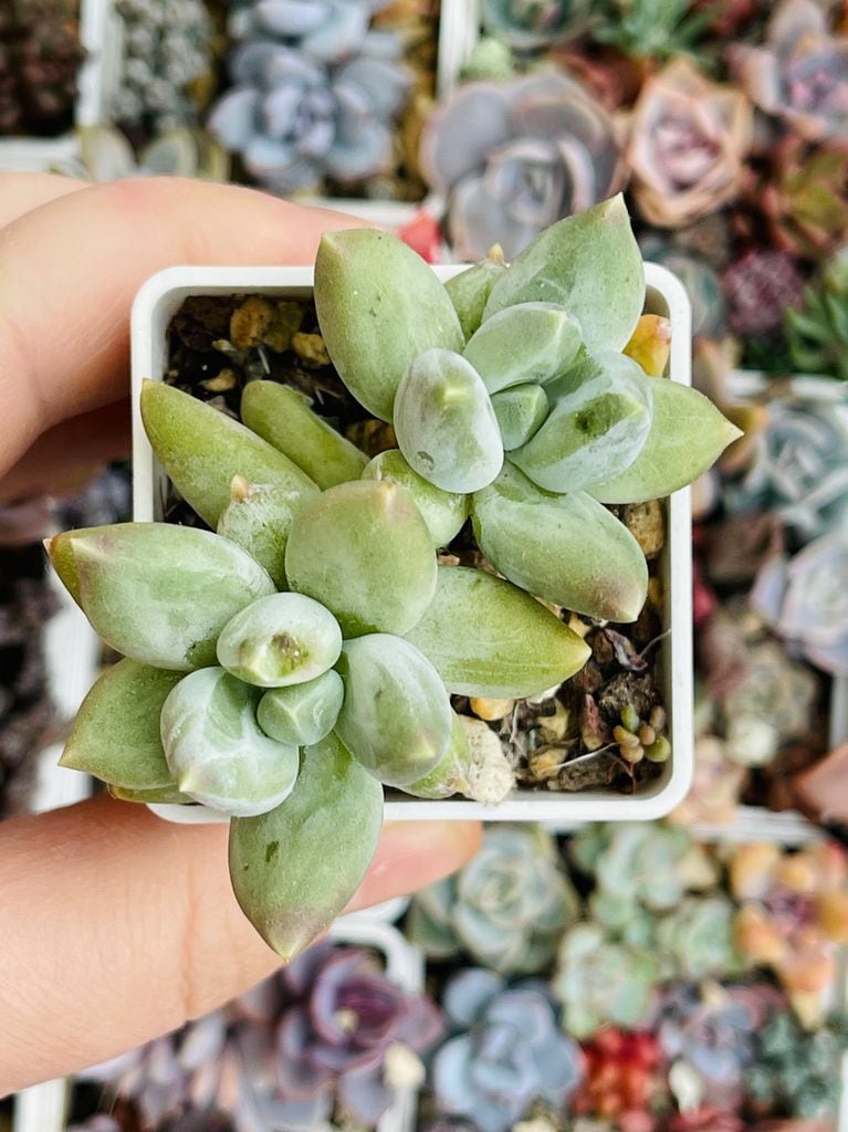 Suculenta Pachyphytum Sky