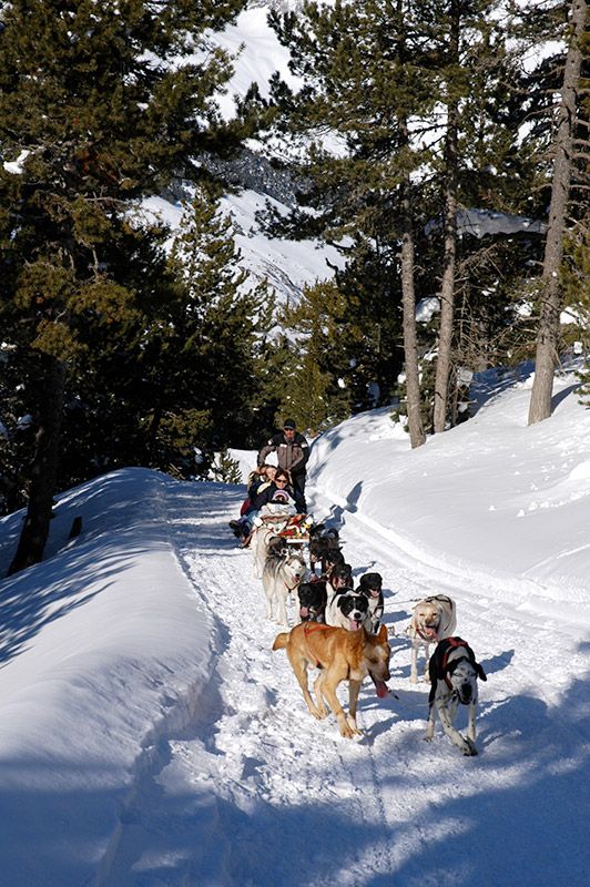 Paseo-perros