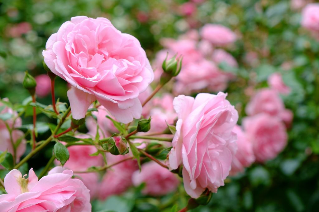 Rosas en el jardín