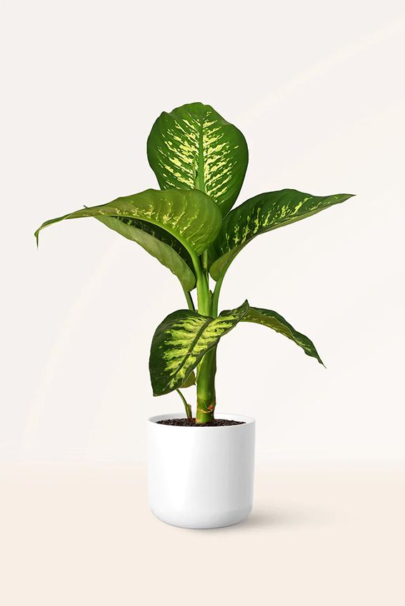 cuidados dieffenbachia 07a