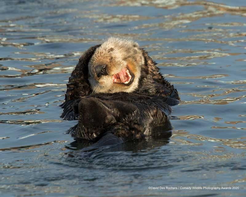 david desrocherslaughing sea otter