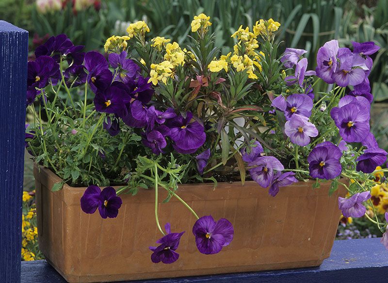 plantas balcon 4