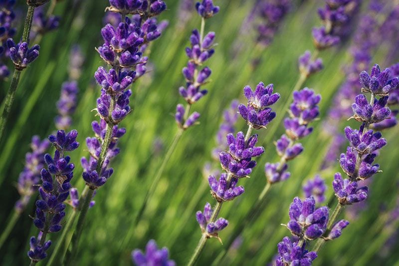 cultivar lavanda 6