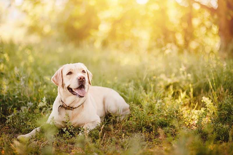 Labrador retriever AdobeStock_212512847