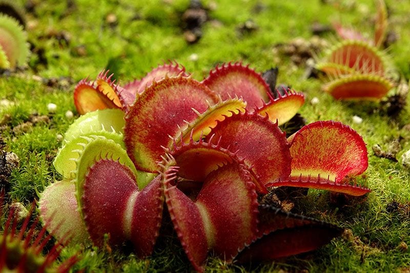 plantas carnivoras 4