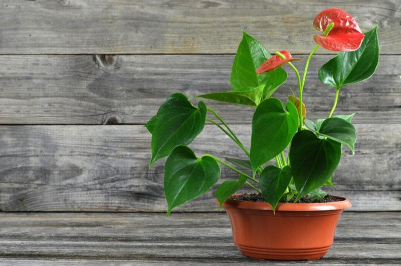 anthurium plantas