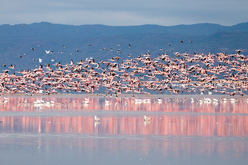 Cientos de flamencos en el lago Manyara de Tanzania