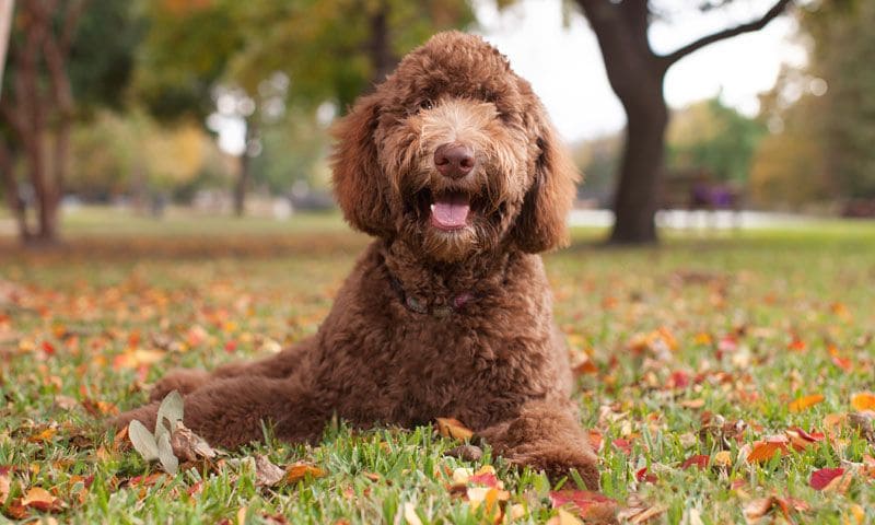 labradoodle campo