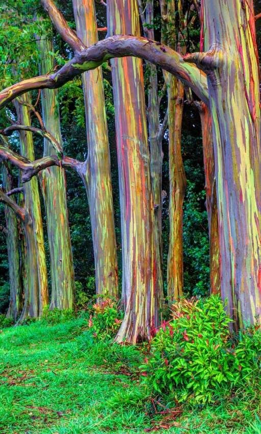 eucaliptos arcoiris maui hawai estados unidos