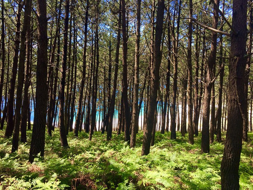 Entre-pinares-descubriendo-la-Costa-da-Vela