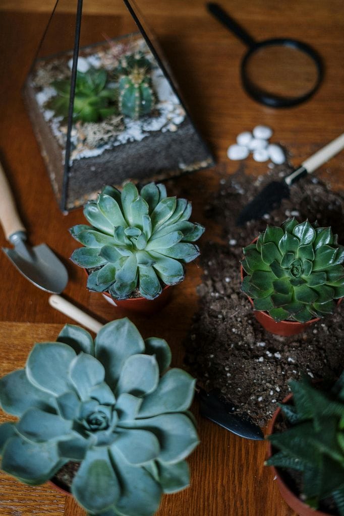 Cómo hacer un terrario paso a paso