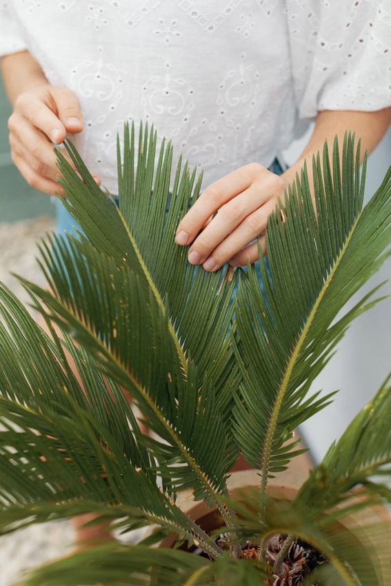 palma sagu cycas revoluta hola decoracion 07