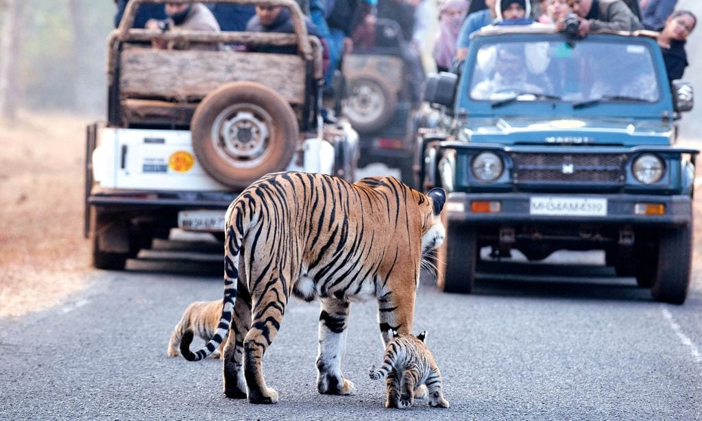 Mamá tigre y chachorros HOLA4109