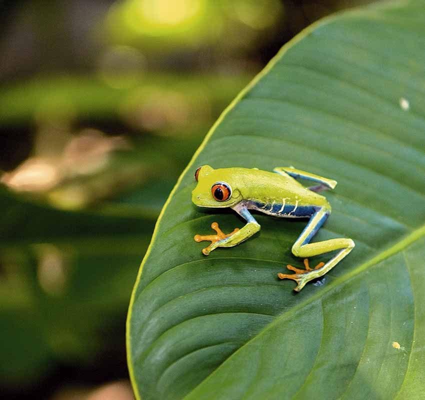 Pistas para visitar el Parque Nacional de Tortuguero en Costa Rica